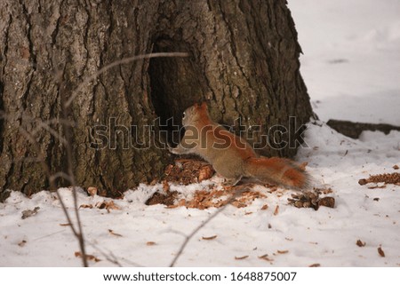 An Inquisitive Red Squirrel entering an opening at the base of a tree.