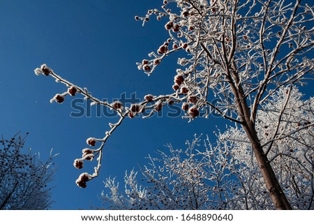 Snow on the trees. Beautiful winter patterns. Christmas and New Year holidays background. Glitter of snow on the branches. Winter season. Text space