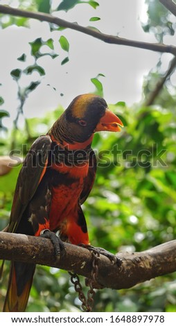 a beautiful dusky parrot, perched on a wooden branch
