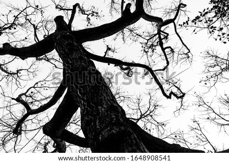 Branch structure of tree and death wood.