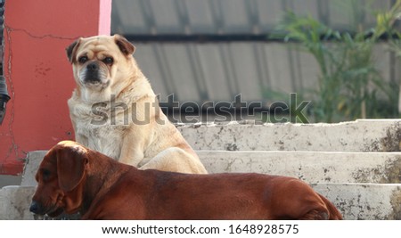 a  cream-colored pug as well as a brown Dachshund Breed dog ,sitting on a stairs .