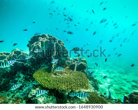 Sea Coral in Tailand - Underwater life