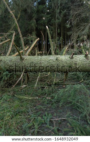 The storm knocked over spruces. A large tree lies across the street. Picture from Brilon in Sauerland, North Rhine Westphalia, Germany.