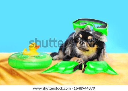Chihuahua wearing green flippers and swimming goggles laying on the beach