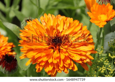 orange calendula flowers, blooming calendula, calendula flowers in nature, beautiful flower closeup background, garden beautiful flowers