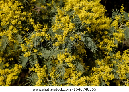 Detail of acacia dealbata blooming  Royalty-Free Stock Photo #1648948555