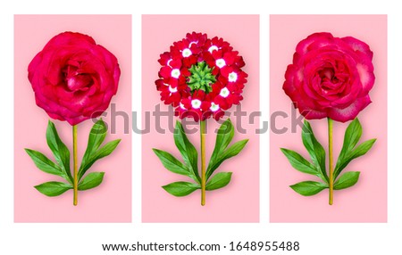 Three offbeat flowers on a pastel pink background. Composition of light red roses and verbena with peony leaves. Art object. Minimalist style poster.