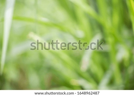 Abstract green grass background image