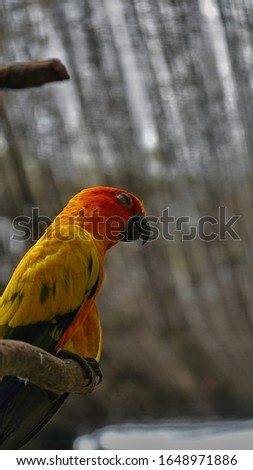 a small yellow parakeet perched on wood branch