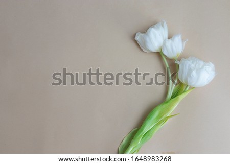 Flat lay of three tulips on a beige background for creating greeting cards for the holidays on March 8 and Mother's Day with a copy space.
