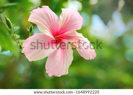 Pink Hibiscus flowering plant at the tropical garden. Blossoming hibiscus flower. Large flower of rose mallow.