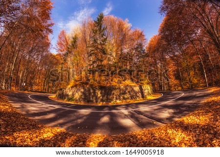 Beautiful fisheye view of a forest with trees and foliage autumn leaves on the road to Sfanta Ana, ‎Harghita County, Romania