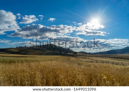 wheat fields shine in the sunlight