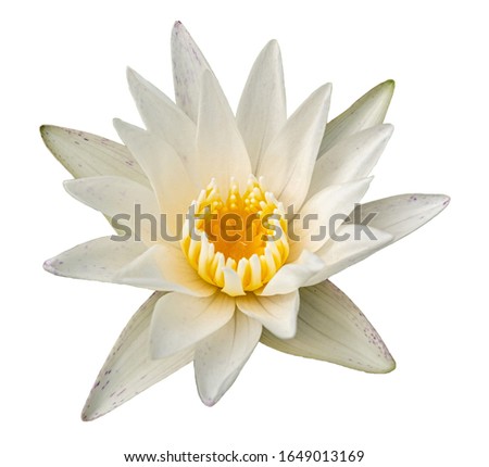 white waterlily flower isolated on white background with clipping mask or selection path