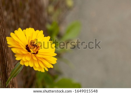 Yellow flower wallpaper with a space for text