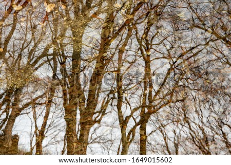 Trees and fallen leaves in the forest, reflecting in the pond, became an abstract and dreamlike picture of the forest.