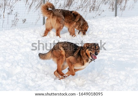 Big cute and beautiful red dogs play with each other, run on the snow-covered area, enjoying a walk in the open air on a nice winter day