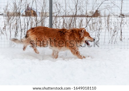 Big cute and beautiful red dog run on the snow-covered area, enjoying a walk in the open air on a nice winter day