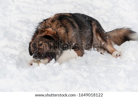A beautiful large dog lying in the snow chews a frozen bone on a nice winter day.