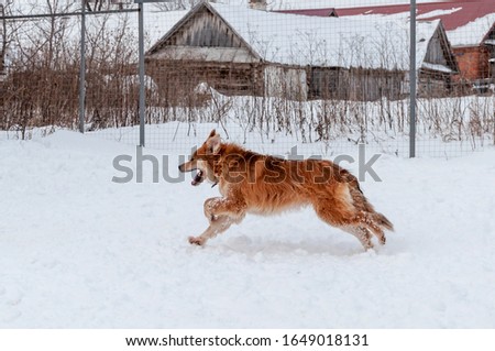 Big cute and beautiful red dog run on the snow-covered area, enjoying a walk in the open air on a nice winter day