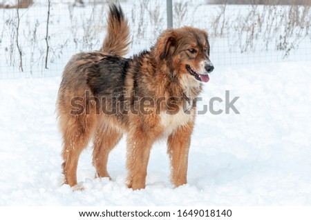 Beautiful red-haired big dog stands while walking on a winter day