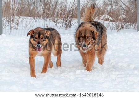 Two big, beautiful red dogs walk wearily with their tongues out, trying to catch their breath after playing catch-up