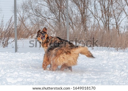 Two large beautiful red dogs imitate a fight while playing in the snow