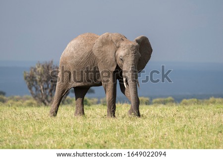 Mud bathed elephant is eating grass and moving slowly in the Savannah of Masai Mara. A round shaped bush on the rear side is providing good composition. There is good space for ad wording on the top