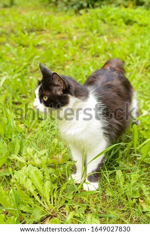 Black and white cat standing on the lawn in the garden, Moscow Oblast, Russia