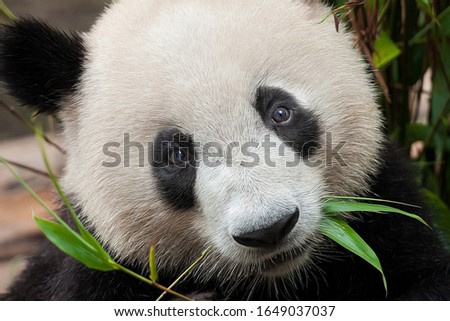 Closeup of giant panda bear eating bamboo