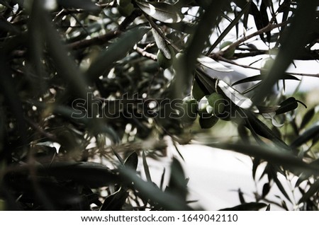 Tree with fresh green olives 