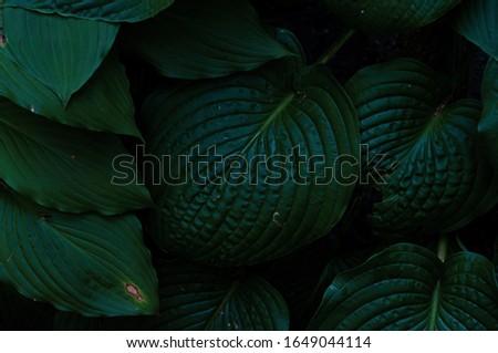 Macro shot beautiful large dark green leaves. Close-up. Natural beautiful background. Banner with green fresh tropical leaves. Decorative floral pattern. Exotic plant leaves.