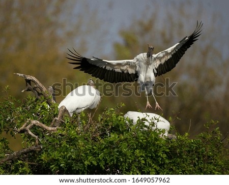 Wood Storks at rookery in Florida