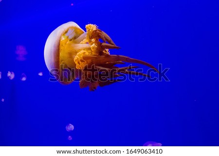 Beautiful Jellyfish in an aquarium with blue water. Making an aquarium with corrals and ocean wildlife. Underwater life in ocean.
