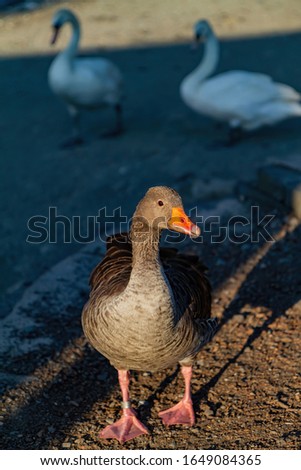 Duck walking around Lake Windermere at Ambelside, United Kingdom