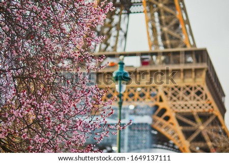 Cherry blossom season in Paris, France. Branch with first pink flowers in the beginning of March and Eiffel tower in the background
