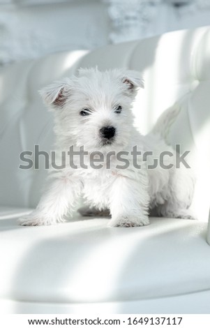 Westie Highland White Terrier puppy on the couch
