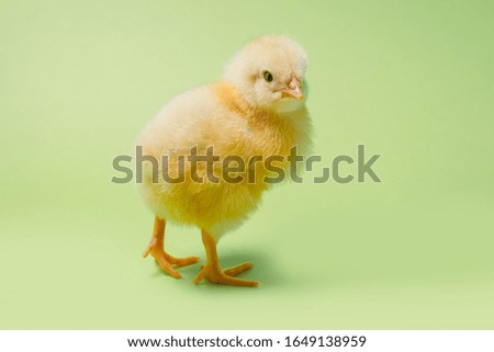Image of a newborn fluffy fledgling chicken, as a symbol of spring, holiday, congratulations.