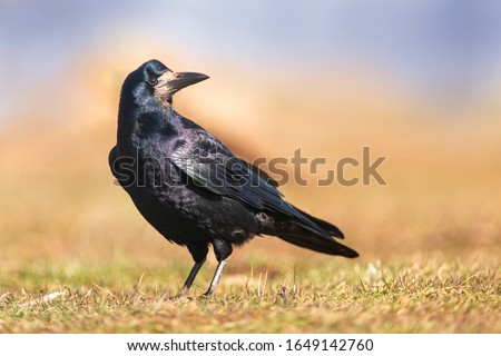 Portrait of Eurasian rook (Corvus frugilegus). Rook on earth looking for food. Royalty-Free Stock Photo #1649142760