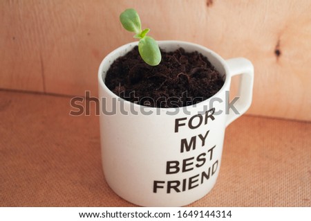 
An original gift for an environmentalist is a mug with a sprout of sunflower.