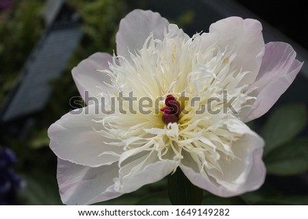 white peony flower in the garden
