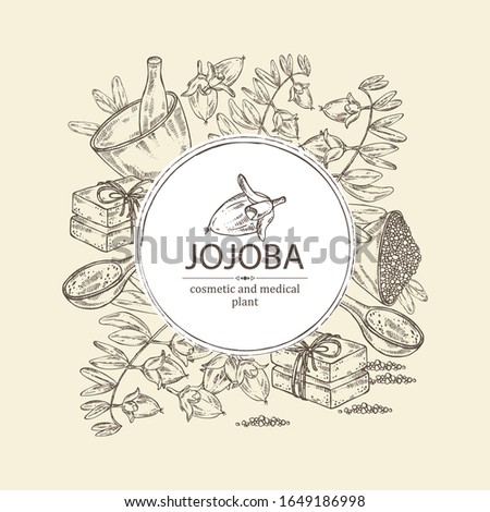 Background with jojoba nuts,branch of jojoba and fruit, essential oil, soap, bath salt and mortar and pestle. Cosmetic, perfumery and medical plant. Vector hand drawn illustration .