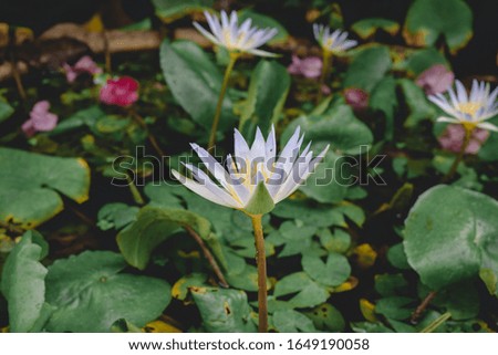 white lotus flower on a background of green leaves and a pond
