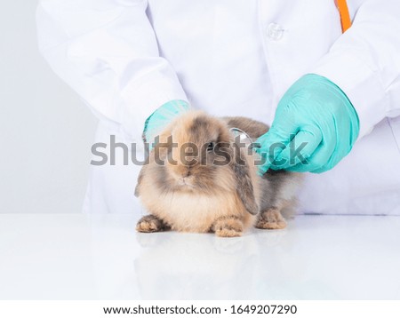 Veterinarian doctor examining a baby brown Holland lop rabbit with a stethoscope on white table and white background.