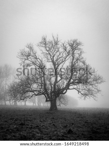 gloomy picture of a tree in Hampshire