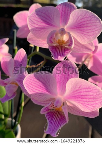 Pink exotic orchids macro up close Royalty-Free Stock Photo #1649221876
