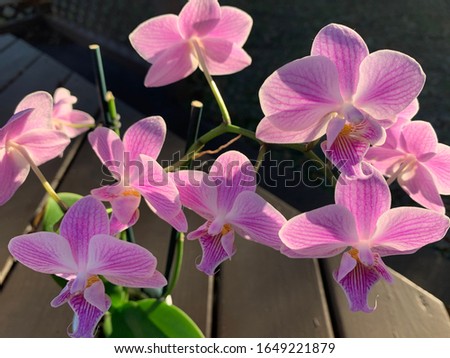 Pink exotic orchids macro up close Royalty-Free Stock Photo #1649221879