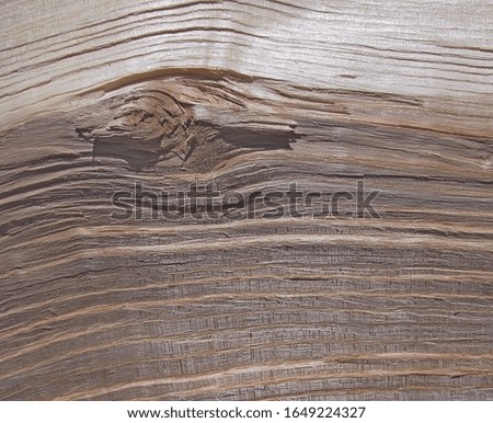 A fragment of the surface of a tree trunk cut with cracks