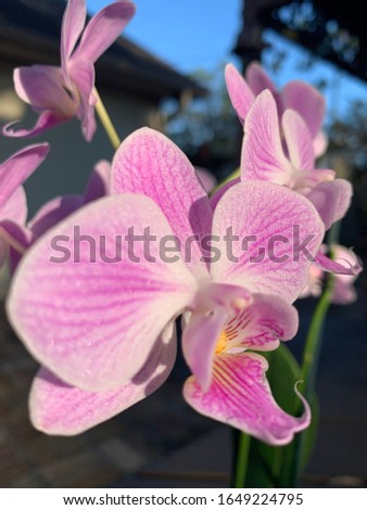 Pink orchids in sun upclose Royalty-Free Stock Photo #1649224795