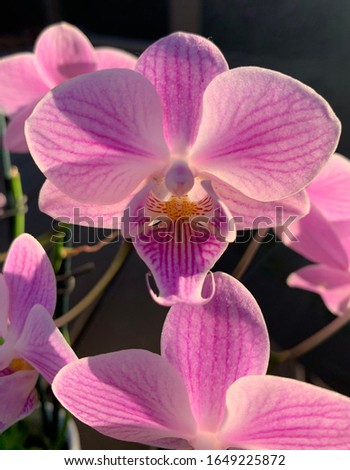 Orchids pink upclose backlit exotic Royalty-Free Stock Photo #1649225872